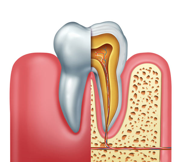 Cross section diagram of a tooth showing the root at Grins & Giggles Family Dentistry, in Spokane Valley, WA