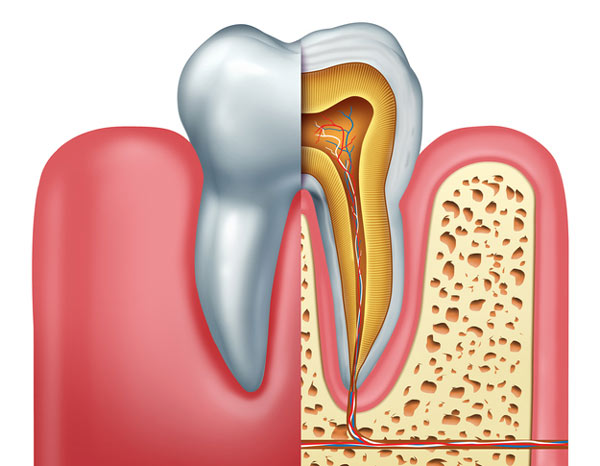 Diagram of tooth showing tooth root by Grins and Giggles Family Dentistry in Spokane Valley, WA